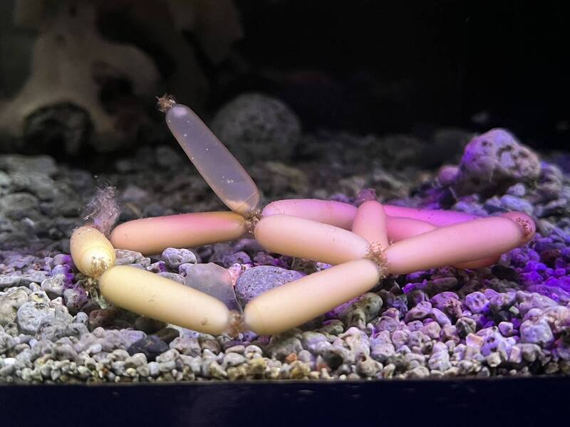 近期靜岡縣一間水族館內,被不少民眾注意到水缸內出現一串像是「香腸」的物體。(圖擷取自@yogyo_aquarium 社群平台「X」) 近期靜岡縣一間水族館內,被不少民眾注意到水缸內出現一串像是「香腸」的物體。(圖擷取自@yogyo_aquarium 社群平台「X」)