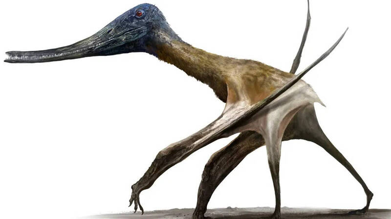 翼龍在地面行走的復原想像圖。英國最新研究指出，如風神翼龍（Quetzalcoatlus）等大型翼龍其實花費大量時間在地面活動。（圖取自University of Leicester）