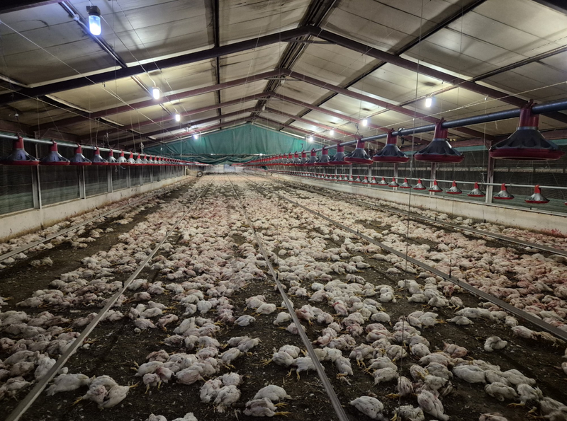 南非一間養雞場因為沒錢買飼料，竟導致雞隻餓到骨瘦如柴，甚至互相啃咬。（美聯社）