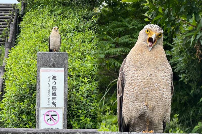 網友在日本沖繩縣石垣島的公園內,目睹一隻神情超兇的佇立在園方告知「能在此觀測鳥類」的石板上。(圖擷取自@QX9wDVnE0AbOIjG 社群平台「X」) 網友在日本沖繩縣石垣島的公園內,目睹一隻神情超兇的佇立在園方告知「能在此觀測鳥類」的石板上。(圖擷取自@QX9wDVnE0AbOIjG 社群平台「X」)