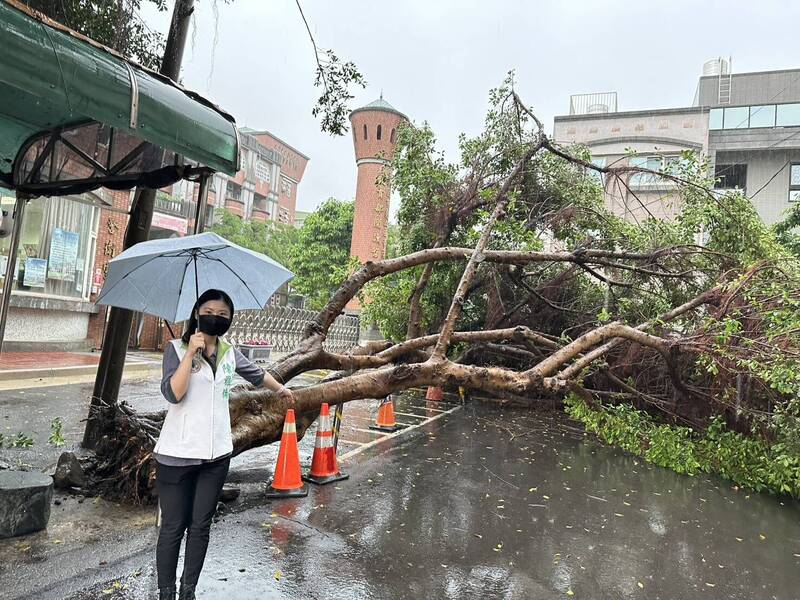 幸福國小前的榕樹倒塌,桃園市議員陳雅倫前往關心。(陳雅倫提供) 幸福國小前的榕樹倒塌,桃園市議員陳雅倫前往關心。(陳雅倫提供)