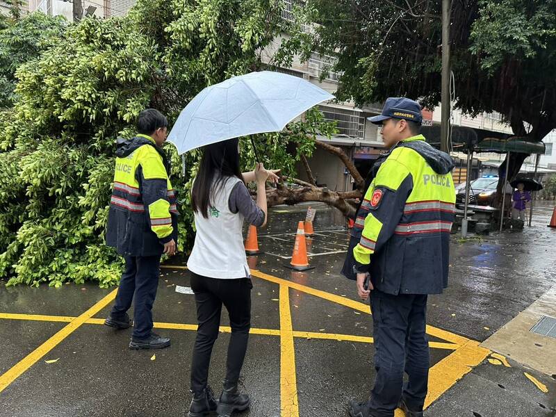 幸福國小前的榕樹倒塌,桃園市議員陳雅倫通報警方前來管制交通。(陳雅倫提供) 幸福國小前的榕樹倒塌,桃園市議員陳雅倫通報警方前來管制交通。(陳雅倫提供)