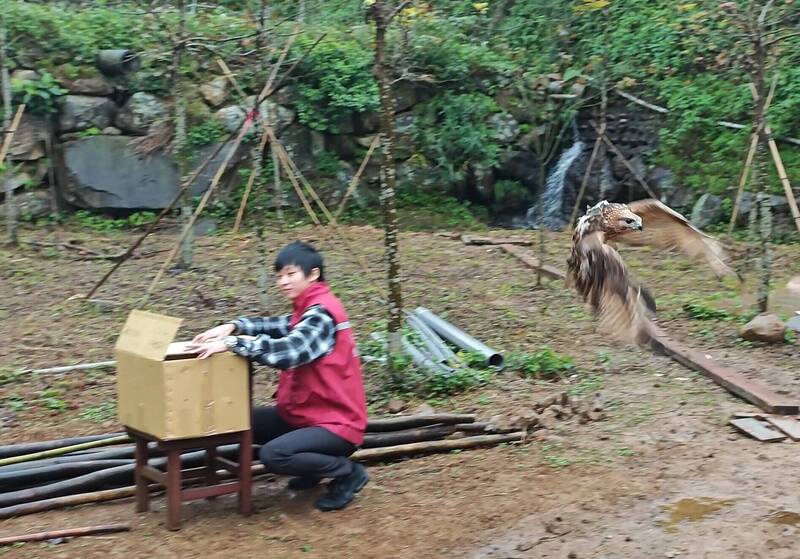 東方鵟已在今年1月初於三芝順利野放。(新北市動保處提供) 東方鵟已在今年1月初於三芝順利野放。(新北市動保處提供)