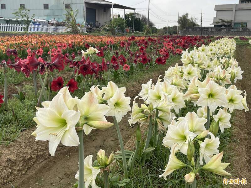 今年在溪海休閒農業區舉辦的海芋季活動,成功打造休區品牌。(記者謝武雄攝) 今年在溪海休閒農業區舉辦的海芋季活動,成功打造休區品牌。(記者謝武雄攝)