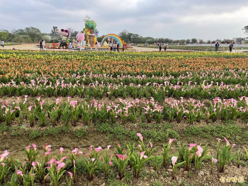 今年在溪海休閒農業區舉辦的海芋季活動,成功打造休區品牌。(記者謝武雄攝) 今年在溪海休閒農業區舉辦的海芋季活動,成功打造休區品牌。(記者謝武雄攝)