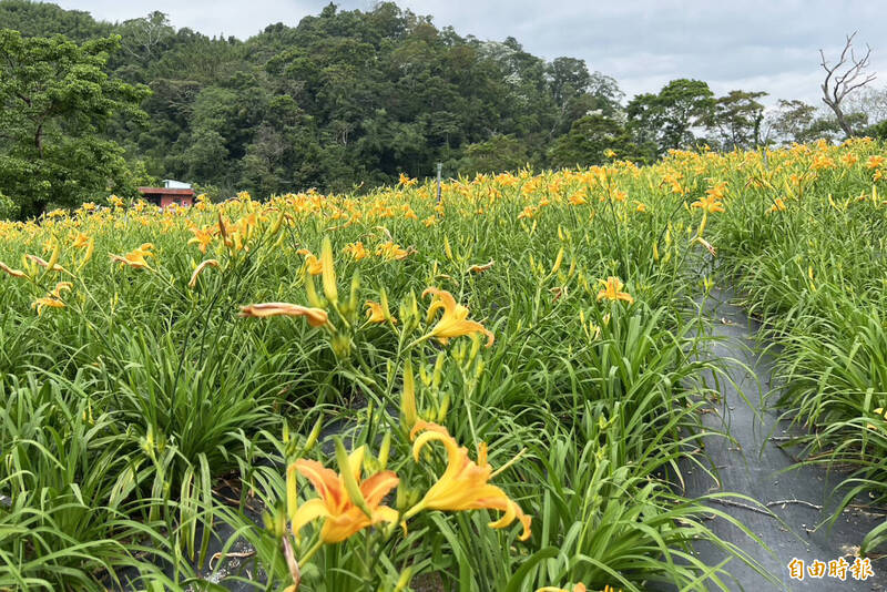 大溪百吉休閒農業區遊客中心金針花海花開近5成,花期持續到6月下旬。(記者李容萍攝) 大溪百吉休閒農業區遊客中心金針花海花開近5成,花期持續到6月下旬。(記者李容萍攝)