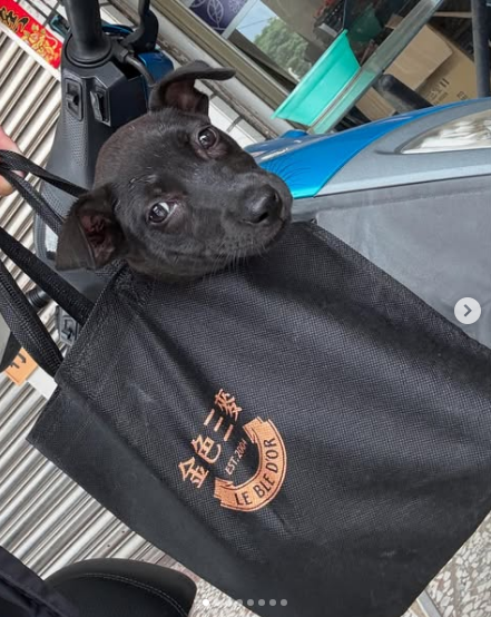 有網友在社群平台PO出流浪犬送養文,因為牠被裝在金色三麥的袋子,所以被取名為「三麥」。(圖擷取自 IG) 有網友在社群平台PO出流浪犬送養文,因為牠被裝在金色三麥的袋子,所以被取名為「三麥」。(圖擷取自 IG)
