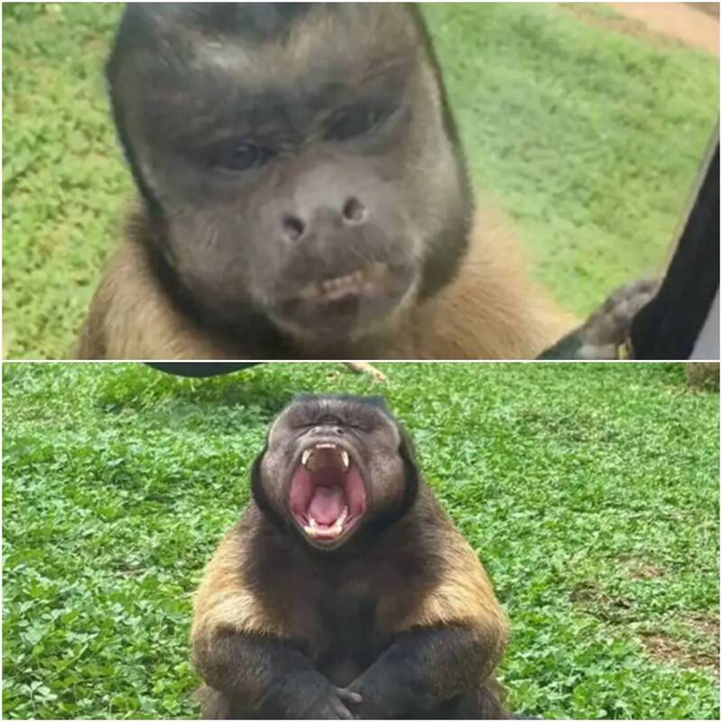 中國合肥野生動物園的黑帽懸猴「大壯」，奇特的外型與生動表情，引發熱議。（圖擷取自微博）