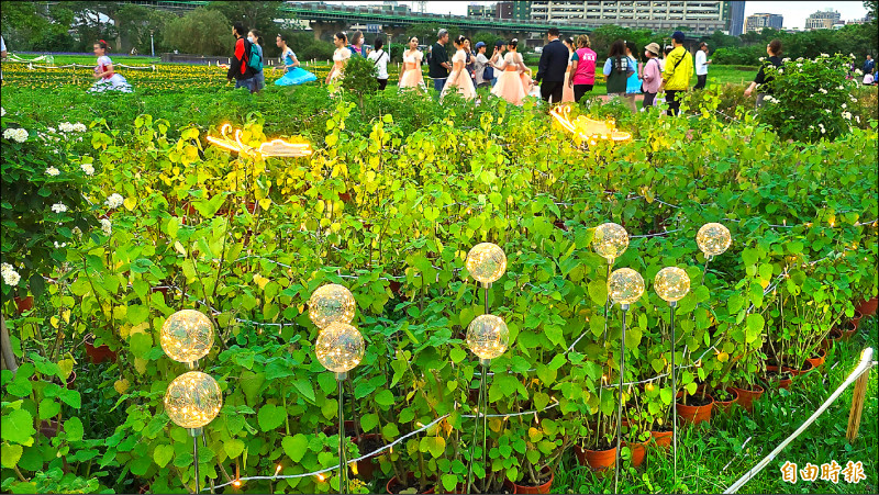 「新北河濱蝶戀季」在板橋蝴蝶公園舉行,運用八萬株植物布置。(記者黃子暘攝) 「新北河濱蝶戀季」在板橋蝴蝶公園舉行,運用八萬株植物布置。(記者黃子暘攝)