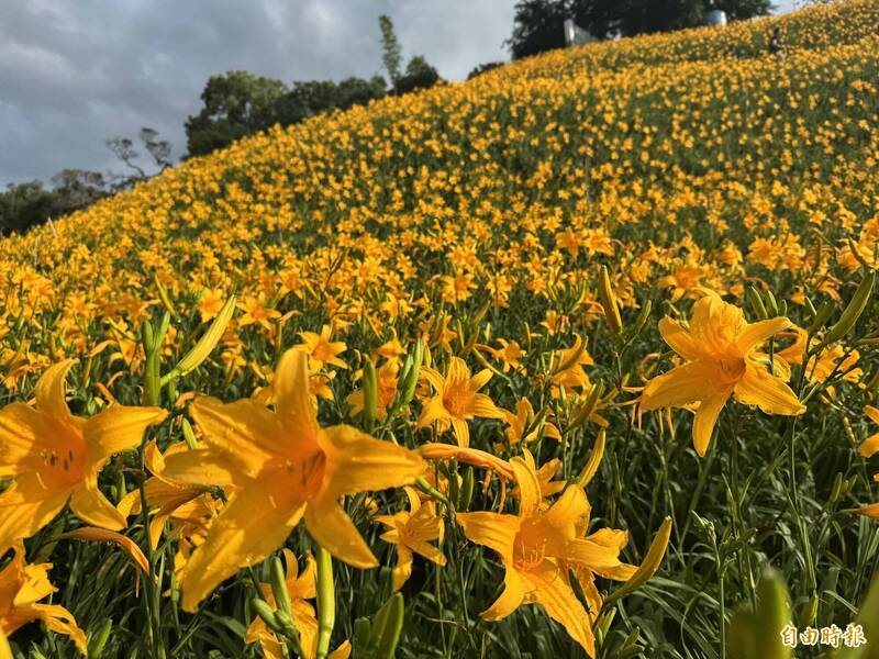 彰化花壇虎山巖金針花完全不怕雨,加上花瓣較厚,最適合全家在母親節來賞花。(記者劉曉欣攝) 彰化花壇虎山巖金針花完全不怕雨,加上花瓣較厚,最適合全家在母親節來賞花。(記者劉曉欣攝)
