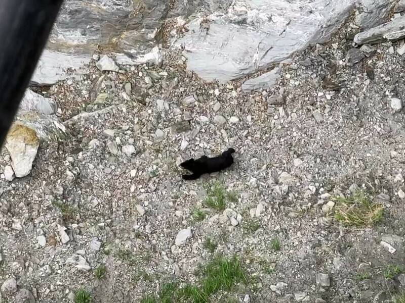 花蓮黑熊滋擾遭擊斃 玉山園區推駐點、講座防人熊衝突