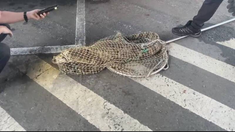 農業局人員控制鱷魚。(民眾提供) 農業局人員控制鱷魚。(民眾提供)
