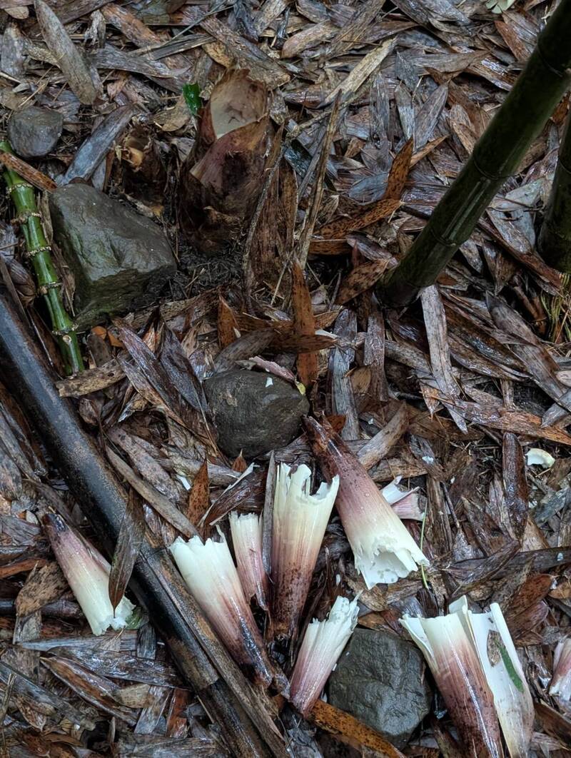 被台灣獼猴肆虐的轎篙筍。(圖由莊信然提供) 被台灣獼猴肆虐的轎篙筍。(圖由莊信然提供)
