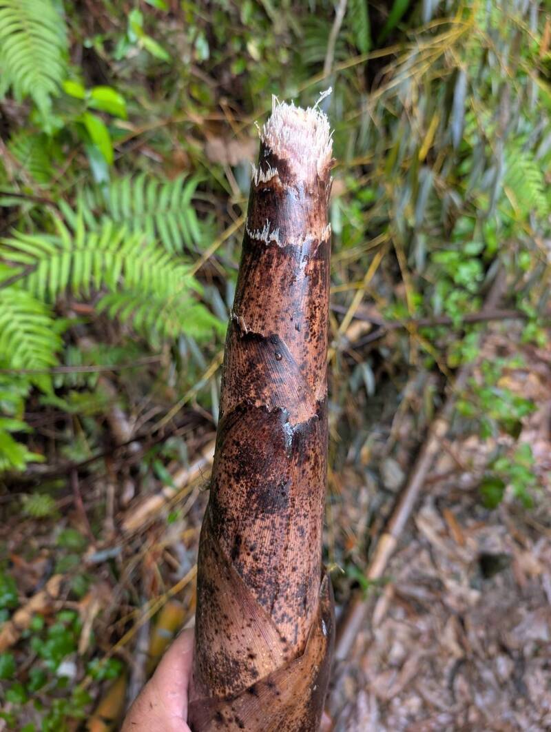 被山羌吃的的轎篙筍。(圖由莊信然提供) 被山羌吃的的轎篙筍。(圖由莊信然提供)