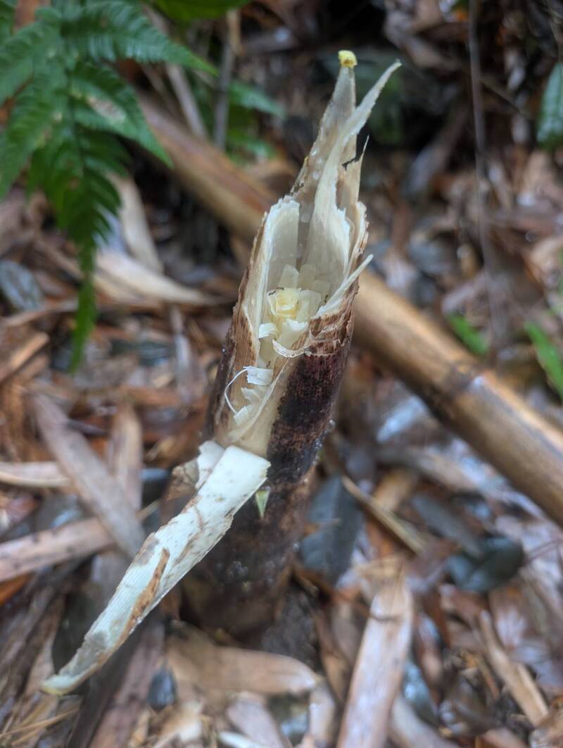 被藍腹鷳吃的的轎篙筍。(圖由莊信然提供) 被藍腹鷳吃的的轎篙筍。(圖由莊信然提供)