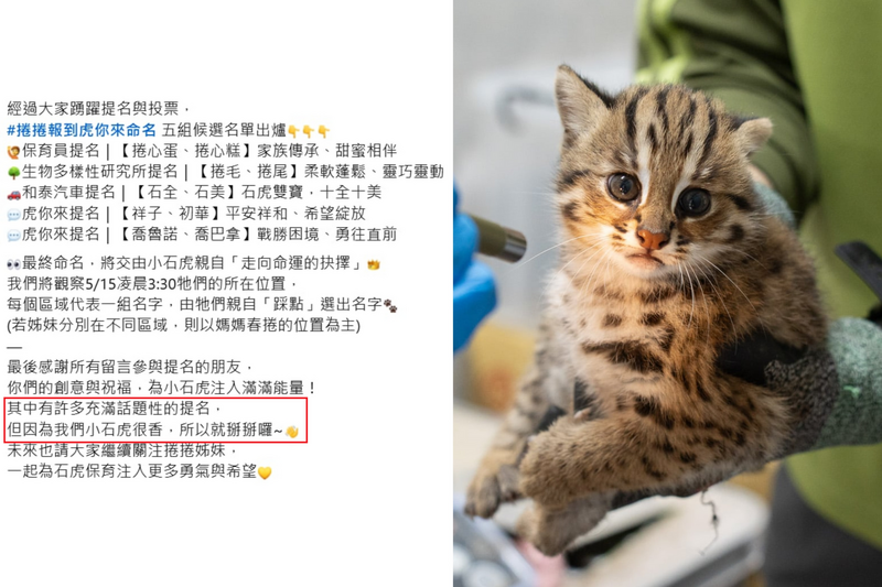 根據園方聲明,指出本次活動有許多充滿話題性的提名,「但因為我們小石虎很香,所以就掰掰囉~」。(圖擷取自「Taipei Zoo 臺北市立動物園」臉書粉專、台北動物園提供,本報合成) 根據園方聲明,指出本次活動有許多充滿話題性的提名,「但因為我們小石虎很香,所以就掰掰囉~」。(圖擷取自「Taipei Zoo 臺北市立動物園」臉書粉專、台北動物園提供,本報合成)