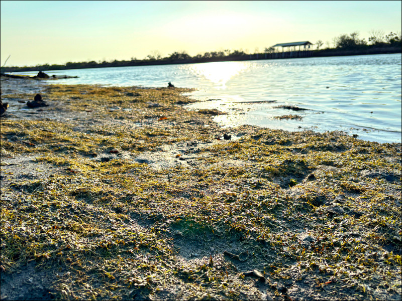 台江流域綠道志工於四草湖及鹽水溪排水,又發現大面積的貝克氏鹽草,美麗的海草床。 (台南社大台江分校提供) 台江流域綠道志工於四草湖及鹽水溪排水,又發現大面積的貝克氏鹽草,美麗的海草床。 (台南社大台江分校提供)