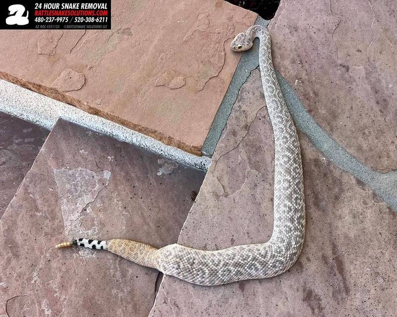 ɣ˹ƴĴһԼͥԺ1͡졹ⱳβߣϻƳͻ䡣 ͼߢԡrattlesnakesolutionsIG