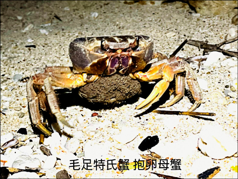 抱卵的毛足圓軸蟹（又稱毛足特氏蟹）。（鵬管處提供）