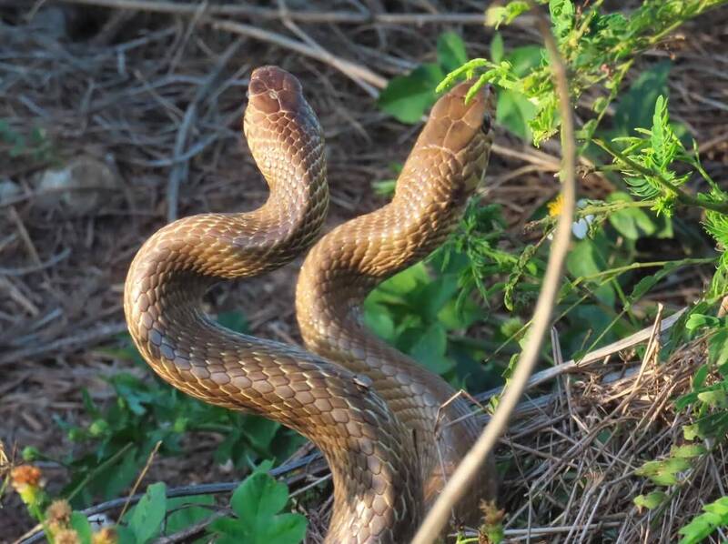 520澎湖西嶼赫見「雙蛇共舞」！專家建議「保持距離」