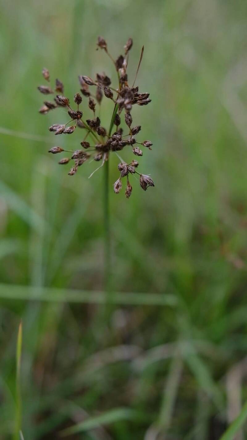 把太魯閣的山林種回去」0403震後秀林國中師生採集種子球- 生活- 自由時報電子報