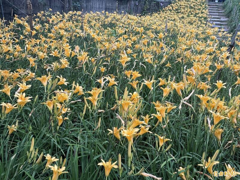 端午連假去哪?彰化花壇虎山巖金針花接力開