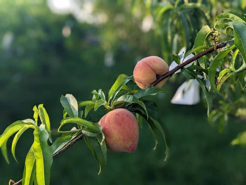 蜜桃成熟時 新品種水蜜桃紅金、杏桃美味上市