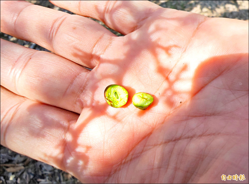 受到氣候因素影響，今年台南山區芒果出現大量「空包彈」，嚴重衝擊產量。（記者吳俊鋒攝）