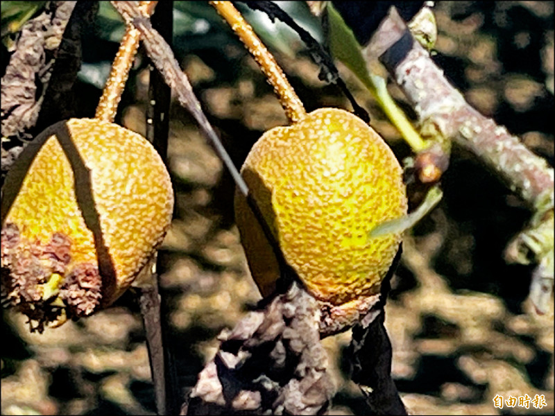 因感染赤星病，高接梨外觀受嚴重影響。（記者歐素美攝）