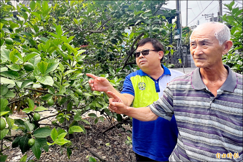 屏東縣九如鄉農民吳朝輝（右）表示，今年檸檬產量嚴重銳減；左為持續關注檸檬農損的九如鄉農會總幹事龔泰文。（記者羅欣貞攝）