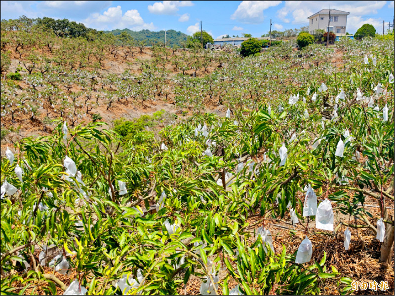 今年芒果嚴重減產，套袋量顯得稀疏，不見以往滿山白點的盛況。（記者吳俊鋒攝）