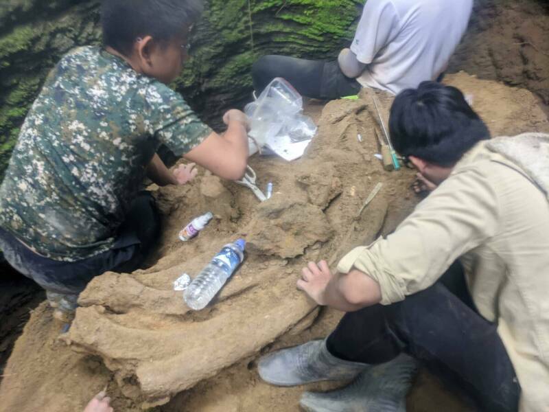 恆春頭溝鯨魚化石在台中科博館 地方盼留在地展示