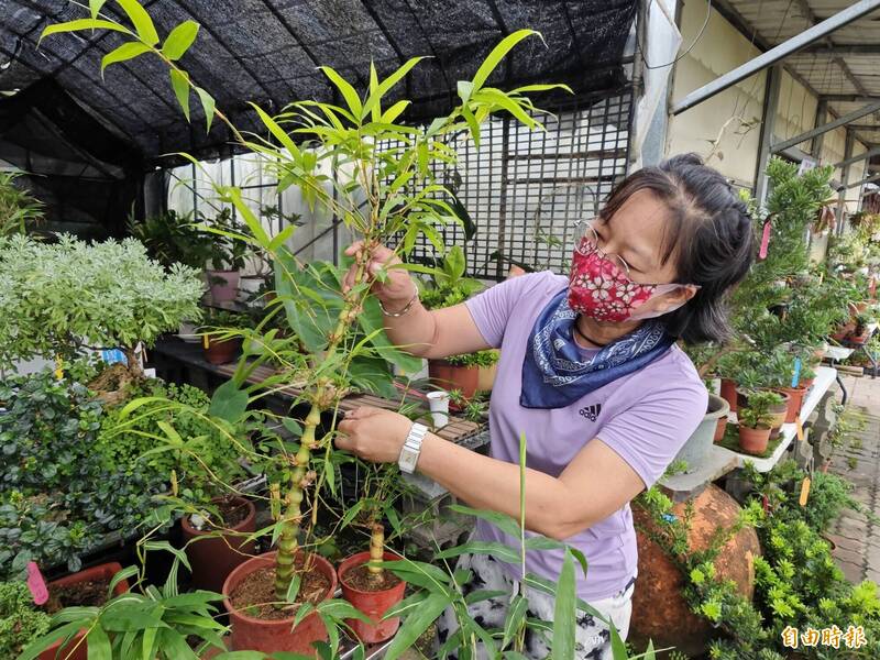 端午新芽正盛 祝人高昇的金絲葫蘆竹受歡迎