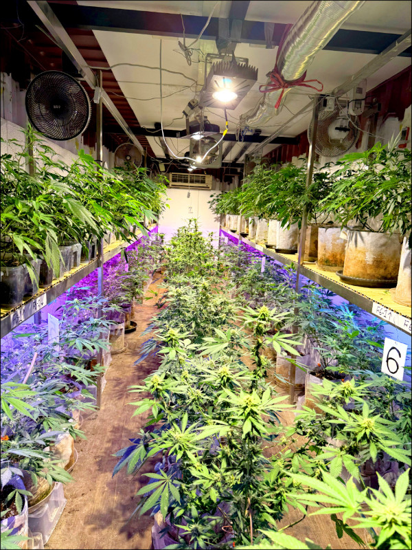 大麻捌隊 八里山區破1.6億大麻栽製場- 社會- 自由時報電子報