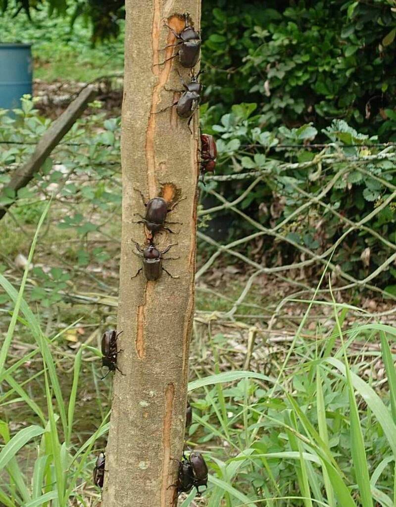 獨角仙爬滿光臘樹。(圖由米諾斯提供) 獨角仙爬滿光臘樹。(圖由米諾斯提供)