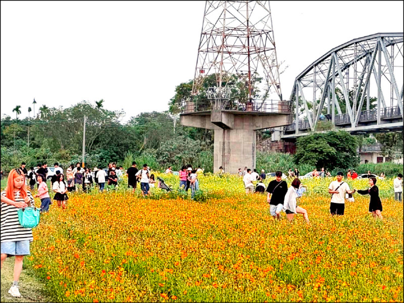 高屏舊鐵橋波斯菊花海，民眾為拍照踩爛花田。（左岸高屏溪協會提供）