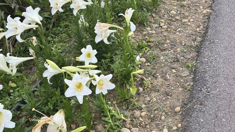 苗栗後龍好望角百合花綻放  遭遊客取景破壞