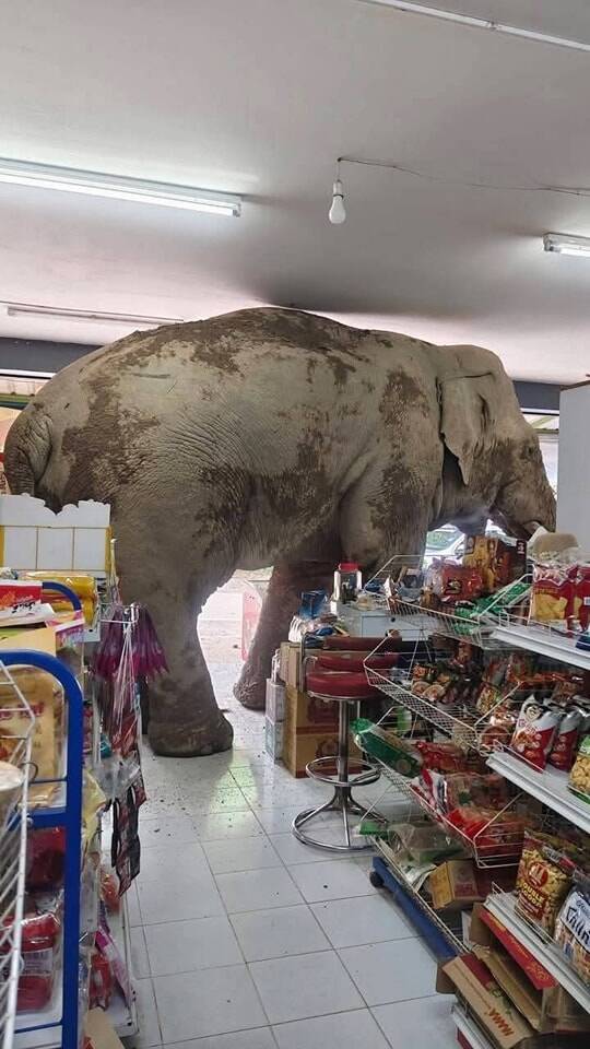 大象的突然造訪嚇得雜貨店老闆火速逃跑。(擷取自ช่างบอล เขาใหญ่/FB) 大象的突然造訪嚇得雜貨店老闆火速逃跑。(擷取自ช่างบอล เขาใหญ่/FB)