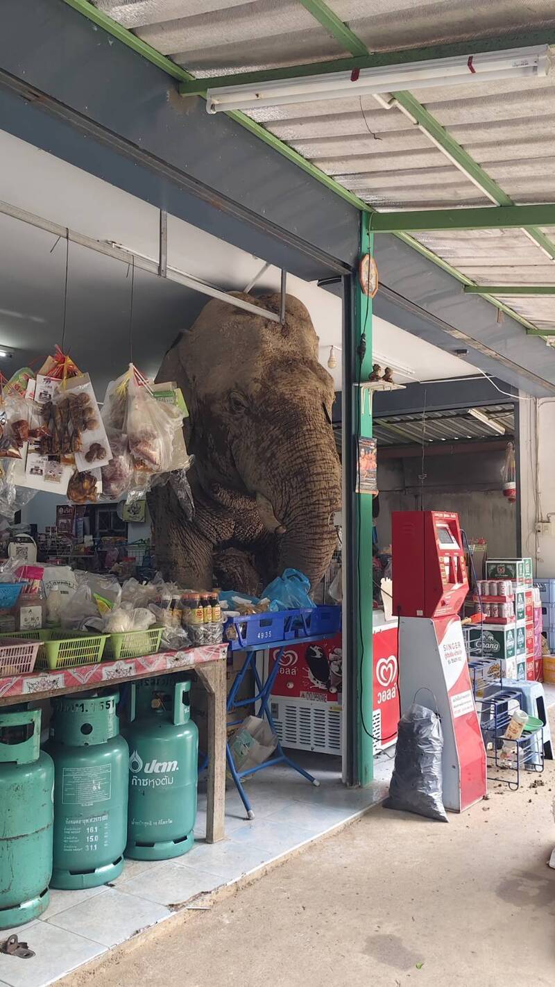 大象擠在店內的畫面引發不少討論。(擷取自ช่างบอล เขาใหญ่/FB) 大象擠在店內的畫面引發不少討論。(擷取自ช่างบอล เขาใหญ่/FB)