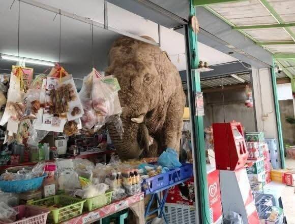 泰國呵叻府一隻野生大象闖進雜貨店大快朵頤。(擷取自ช่างบอล เขาใหญ่/FB) 泰國呵叻府一隻野生大象闖進雜貨店大快朵頤。(擷取自ช่างบอล เขาใหญ่/FB)