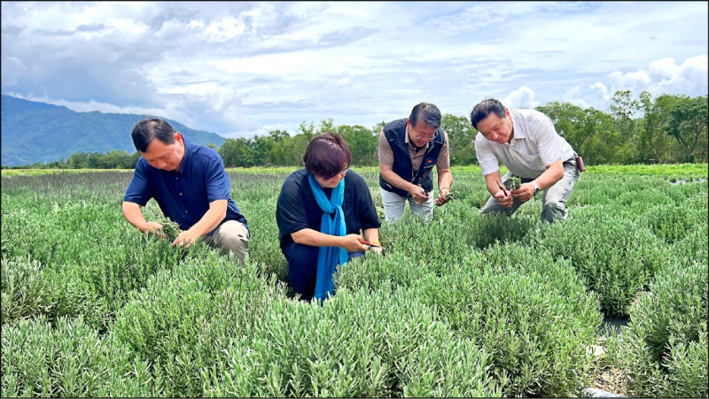池上薰衣草採收,地方盼新興產業能在地方發光。(民眾提供) 池上薰衣草採收,地方盼新興產業能在地方發光。(民眾提供)
