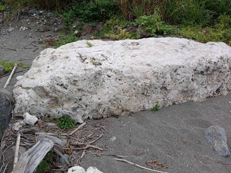 充滿海中生物痕跡的石頭與附近岩層、土質不同,可能是海嘯般巨力搬來的。(楊義清提供) 充滿海中生物痕跡的石頭與附近岩層、土質不同,可能是海嘯般巨力搬來的。(楊義清提供)