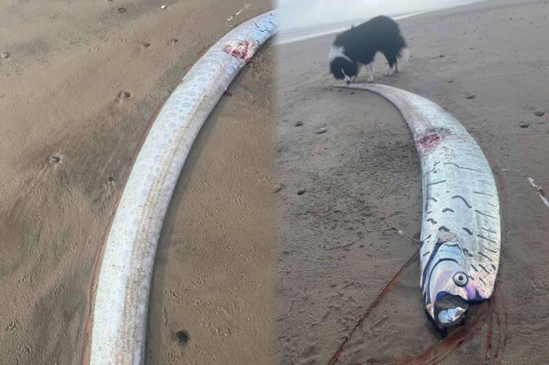 澳洲南部塔斯馬尼亞島沙灘出現一條長度近3公尺的「地震魚」皇帶魚。（圖擷取自臉書，本報合成）