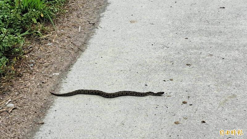 台東蛇出沒通報增 1至5月捕蛇195件、蛇咬5件