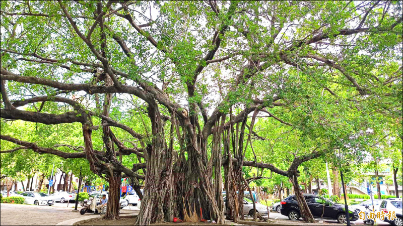 「榕之屋」旁的百年老榕，市府則強調一定保留。（記者葛祐豪攝）