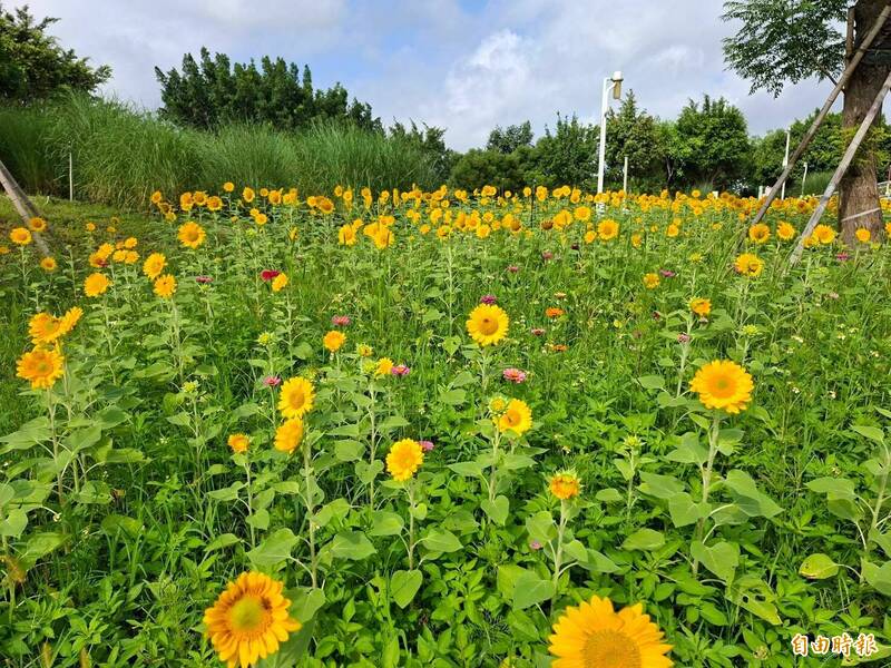 中市在中央公園經貿五路旁種植一大片向日葵花海。(記者蘇金鳳攝) 中市在中央公園經貿五路旁種植一大片向日葵花海。(記者蘇金鳳攝)