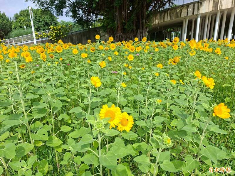 位在中央公園經貿五路旁有一片向日葵花海,非常漂亮。(記者蘇金鳳攝) 位在中央公園經貿五路旁有一片向日葵花海,非常漂亮。(記者蘇金鳳攝)