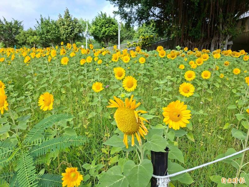 市府在中央公園經貿五路旁種植一片向日葵花海,吸引很多民眾前往拍照。(記者蘇金鳳攝) 市府在中央公園經貿五路旁種植一片向日葵花海,吸引很多民眾前往拍照。(記者蘇金鳳攝)