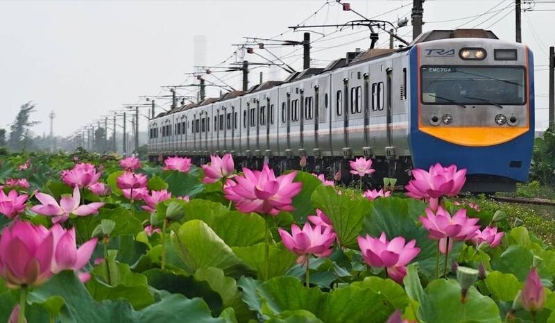 通霄荷花「相遇」火車，美景引人潮。（張麥斯提供）