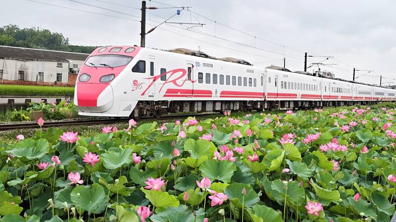 通霄荷花「相遇」火車，美景引人潮。（張麥斯提供）